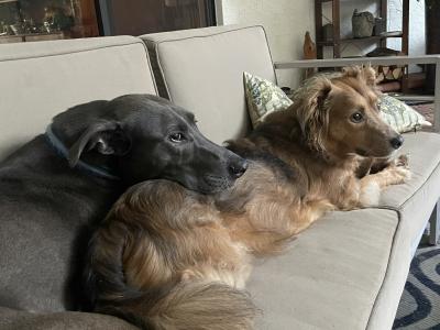 Delaney, with another dog, lying snuggled on a couch together
